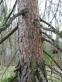 Écorce brun rosé, peu profondément crevassée et tronc souvent de mauvaise forme. Agrandir dans une nouvelle fenêtre (ou onglet)